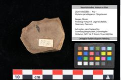 Foto (Objekt + Etikett) von Rhytisma parschlugianum Ettingshausen (NHMW-GEO-2024-0188-0089b)